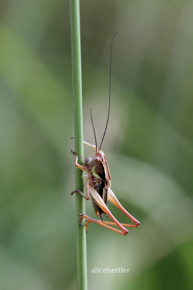 Roesels Bei__schrecke _Metrioptera roeselii_ T__bingen.JPG